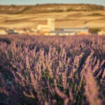 Campos de lavanda de Tiedra