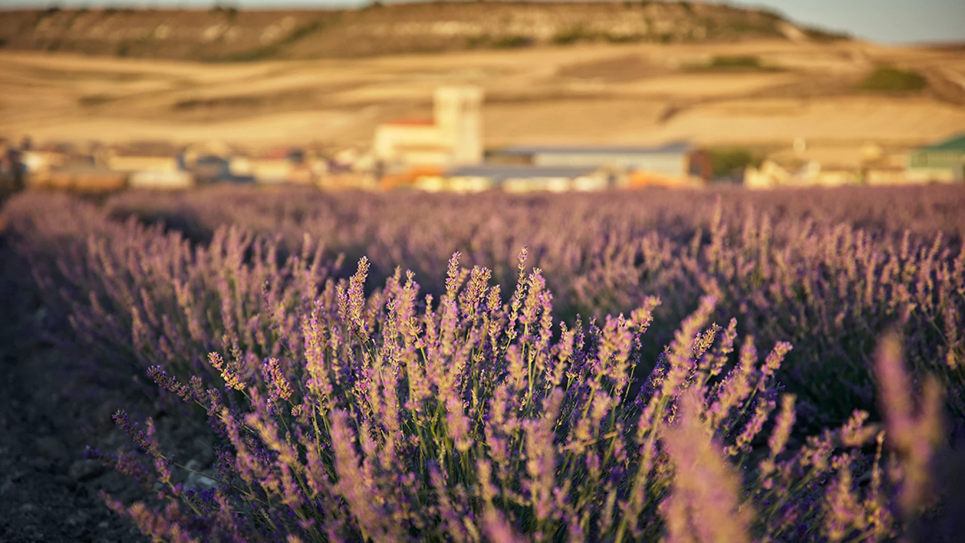 Campos de lavanda de Tiedra