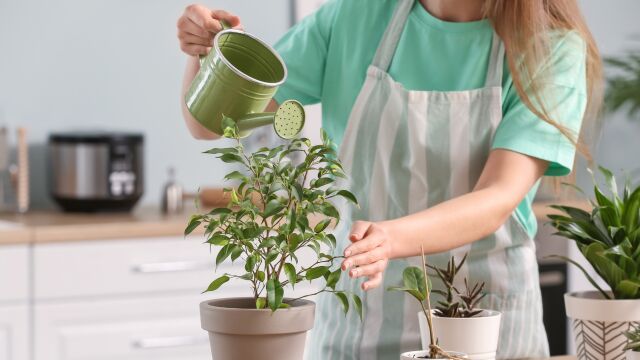 Cómo regar tus plantas cuando estás de vacaciones: 9 métodos eficaces, caseros y sostenibles