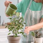 Cómo regar tus plantas cuando estás de vacaciones: 9 métodos eficaces, caseros y sostenibles