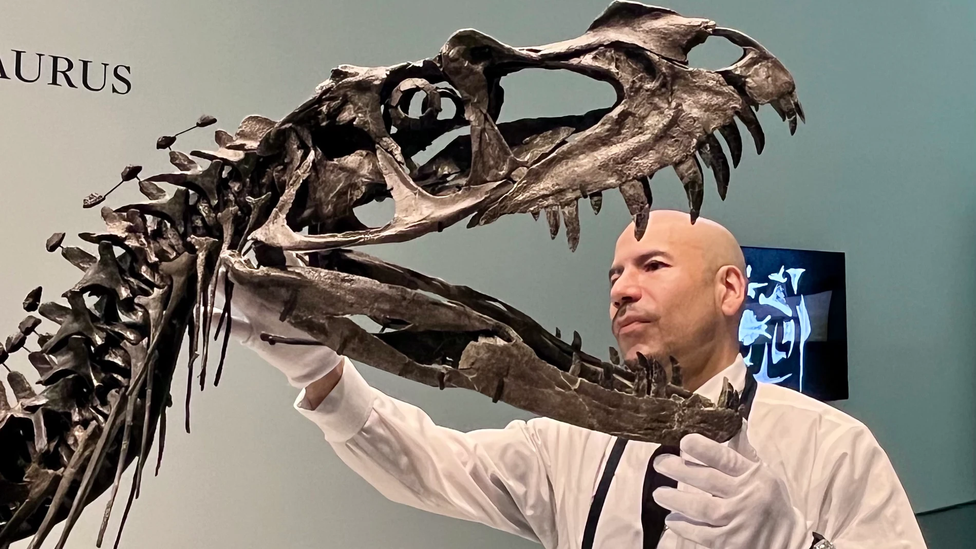 FOTODELDÍA USA3734. NUEVA YORK (ESTADOS UNIDOS), 08/07/2025.- Una persona sostiene la cabeza de un Ceratosaurus expuesto este martes, en la casa de subastas Sotheby's en Nueva York (EE.UU.). Sotheby's presentó a la prensa de Nueva York su subasta de Historia Natural, cuya pieza estrella es un gran esqueleto de Ceratosaurus, un ´dinosaurio bebé´ que "cualquier museo querrá tener". EFE/ Andrea Gallego