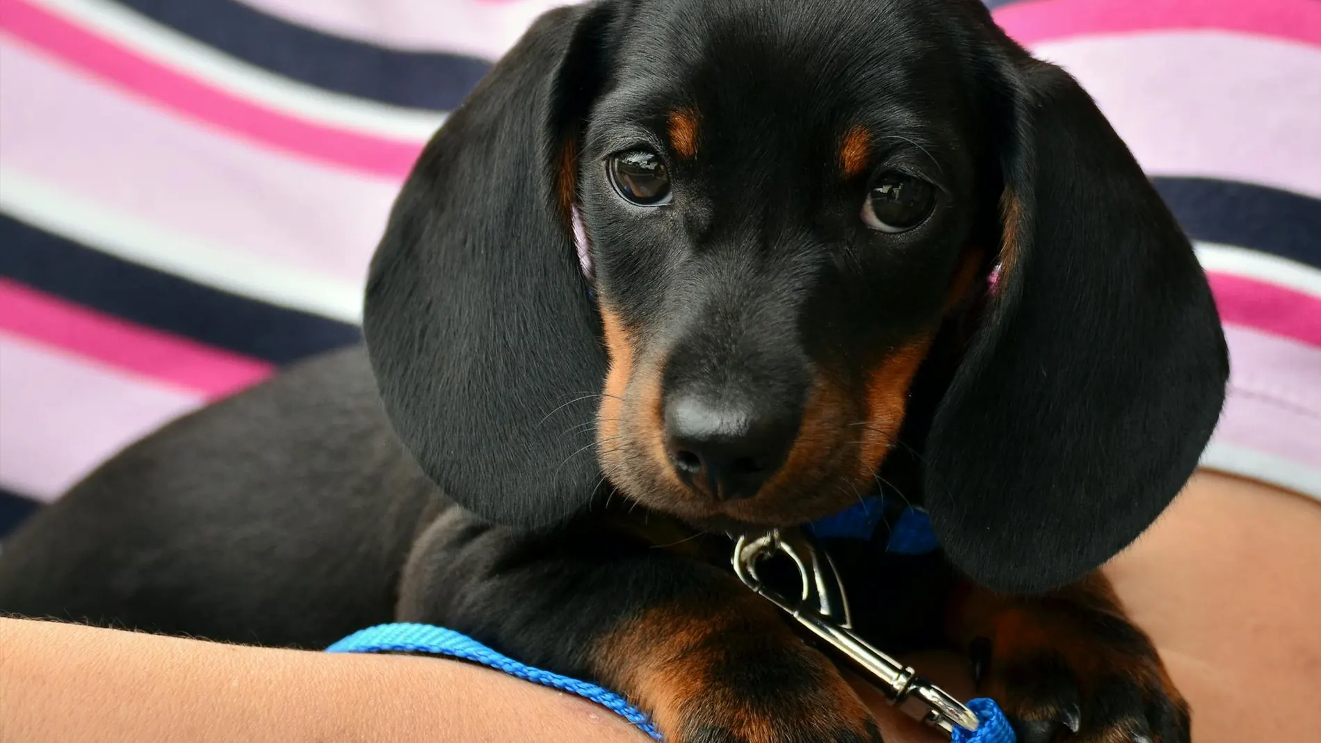 El perro pequeño perfecto para tu casa: es encantador y te robará el corazón