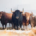 Los toros de Álvaro Núñez, del vértigo matinal al ruedo de Pamplona (sorteo)