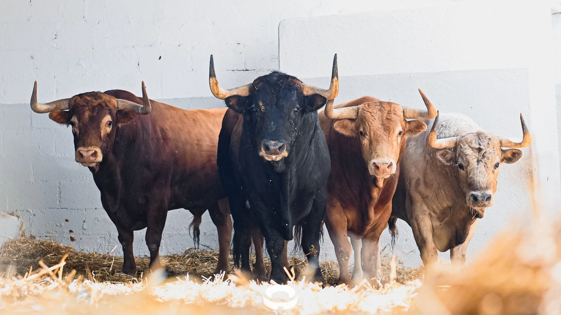 Los toros de Álvaro Núñez, del vértigo matinal al ruedo de Pamplona (sorteo)
