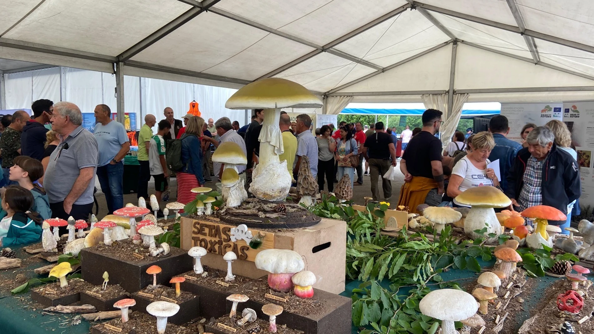 Arranca el Mycological Summer Tour de Montes de Soria