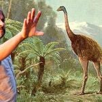 El moa gigante podría caminar de nuevo sobre la Tierra