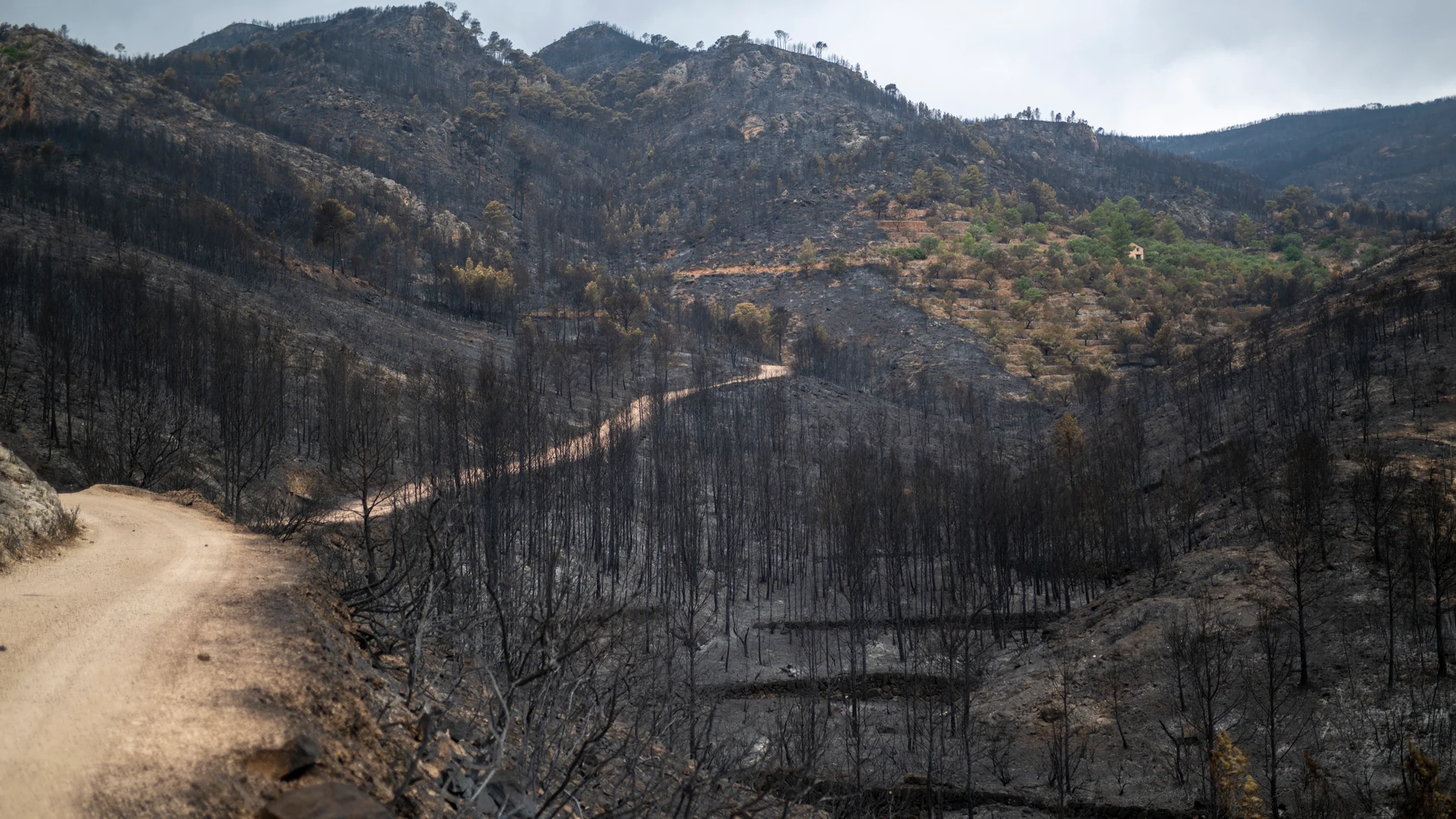 Una zona afectada por el incendio, a 9 de julio de 2025, en Xerta, Tarragona, Catalunya (España). Los Bombers de la Generalitat han logrado estabilizar el incendio de Paüls (Tarragona), que se inició el pasado lunes, 7 de julio, a mediodía y ya ha quemado 3.321 hectáreas, pero de momento mantendrán un confinamiento "flexible" de la población por motivos de seguridad, ya que su carretera es un punto elevado de medios de extinción. 09 JULIO 2025;BOMBEROS;INCENDIO;CONFINAMIENTO;EXTINCIÓN Loren...