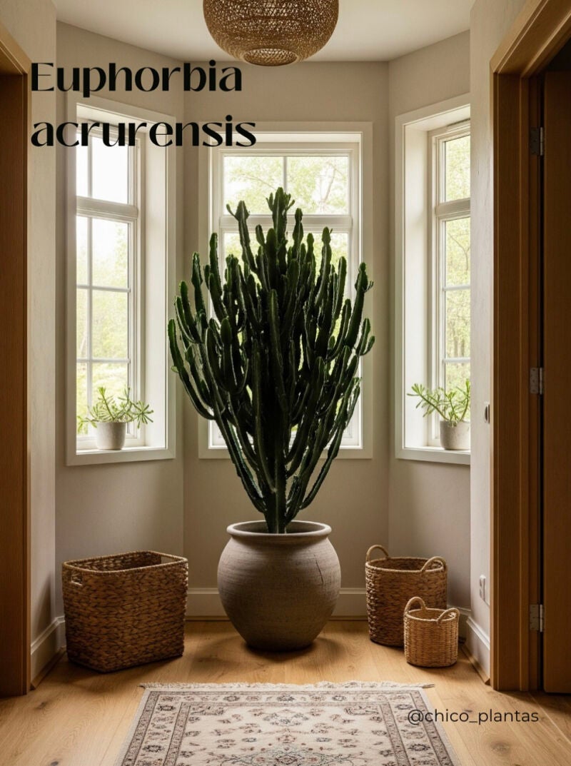 Seis plantas que aguantan (casi) todo: Euphorbia Acrurensis
