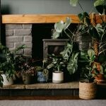 Ignacio Guío, experto en jardinería: “Estas plantas sobrevivirán tus vacaciones sin que tengas que regarlas”