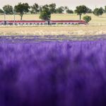 Renfe vuelve a poner en marcha el jueves el 'Tren de la Lavanda' para conocer los campos de Brihuega (Guadalajara)