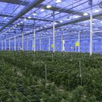 Imagen de la plantación de marihuana para uso medicinal de la empresa Ondara en Garray (Soria)