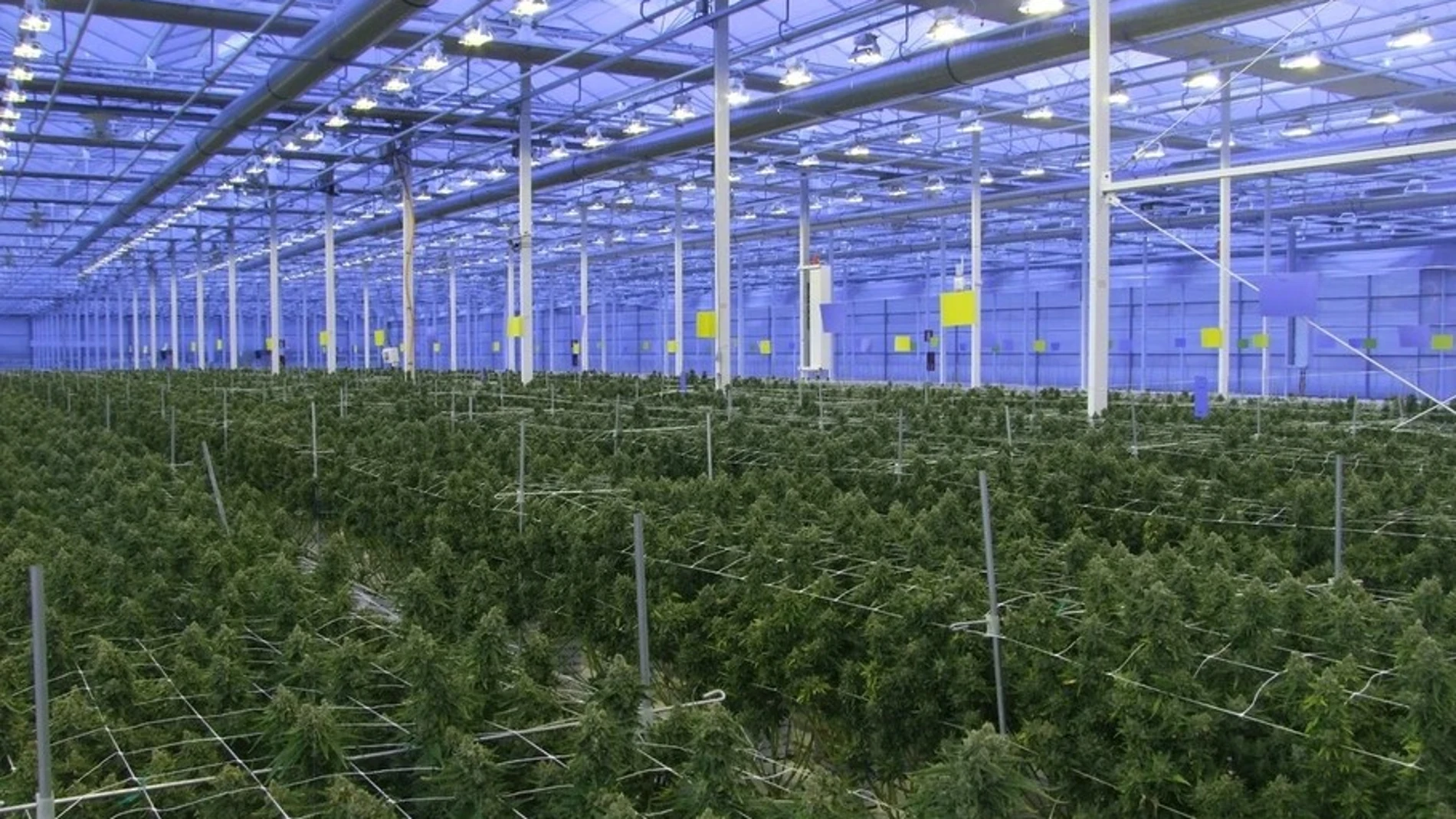 Imagen de la plantación de marihuana para uso medicinal de la empresa Ondara en Garray (Soria)