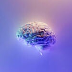 Cerebro humano