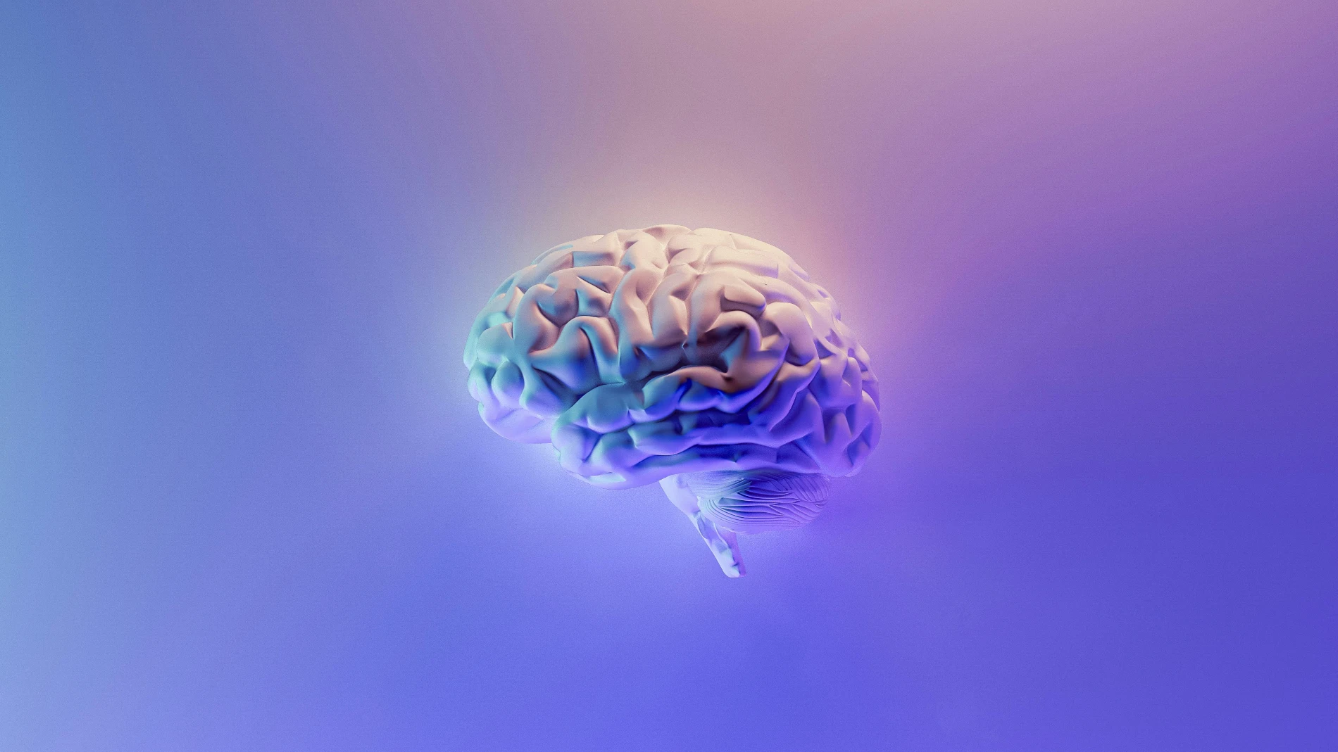 Cerebro humano