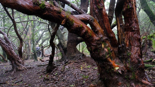 Las brujas de Anaga: misterio, niebla y magia en el bosque más encantado de España