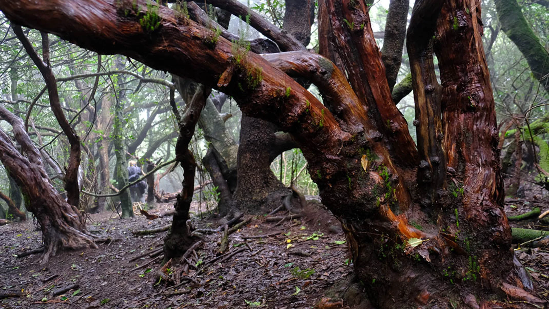 Parque Natural de Anaga