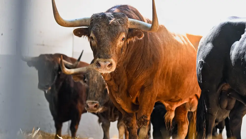 Toros de Victoriano del Río