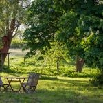 La estrella del verano tiene un uso inesperado en tu huerto