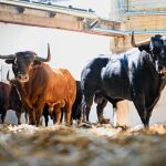 Así son los pavorosos toros de Victoriano del Río, sorteados ya, para esta tarde en Pamplona