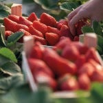 Huelva.- La campaña de la fresa finaliza con descenso del 5% en la producción por el clima y aumento de exportaciones