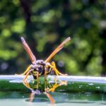 Funciona en segundos: el remedio casero que ahuyenta avispas de tu piscina