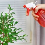 Adiós a los pulgones: el truco casero más efectivo para salvar sus plantas