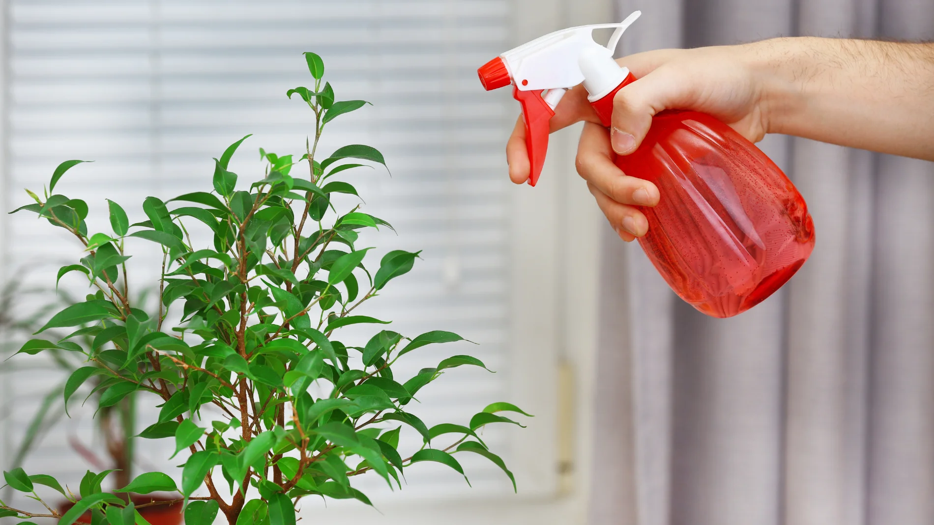 Adiós a los pulgones: el truco casero más efectivo para salvar sus plantas