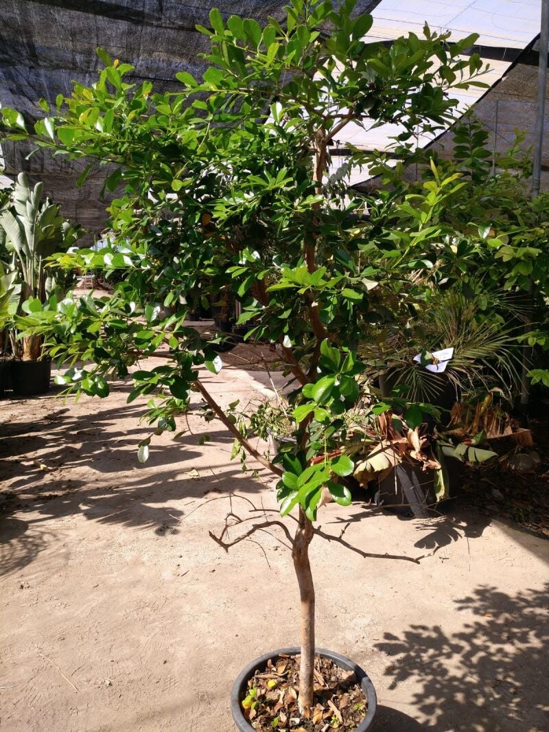 Guayabo