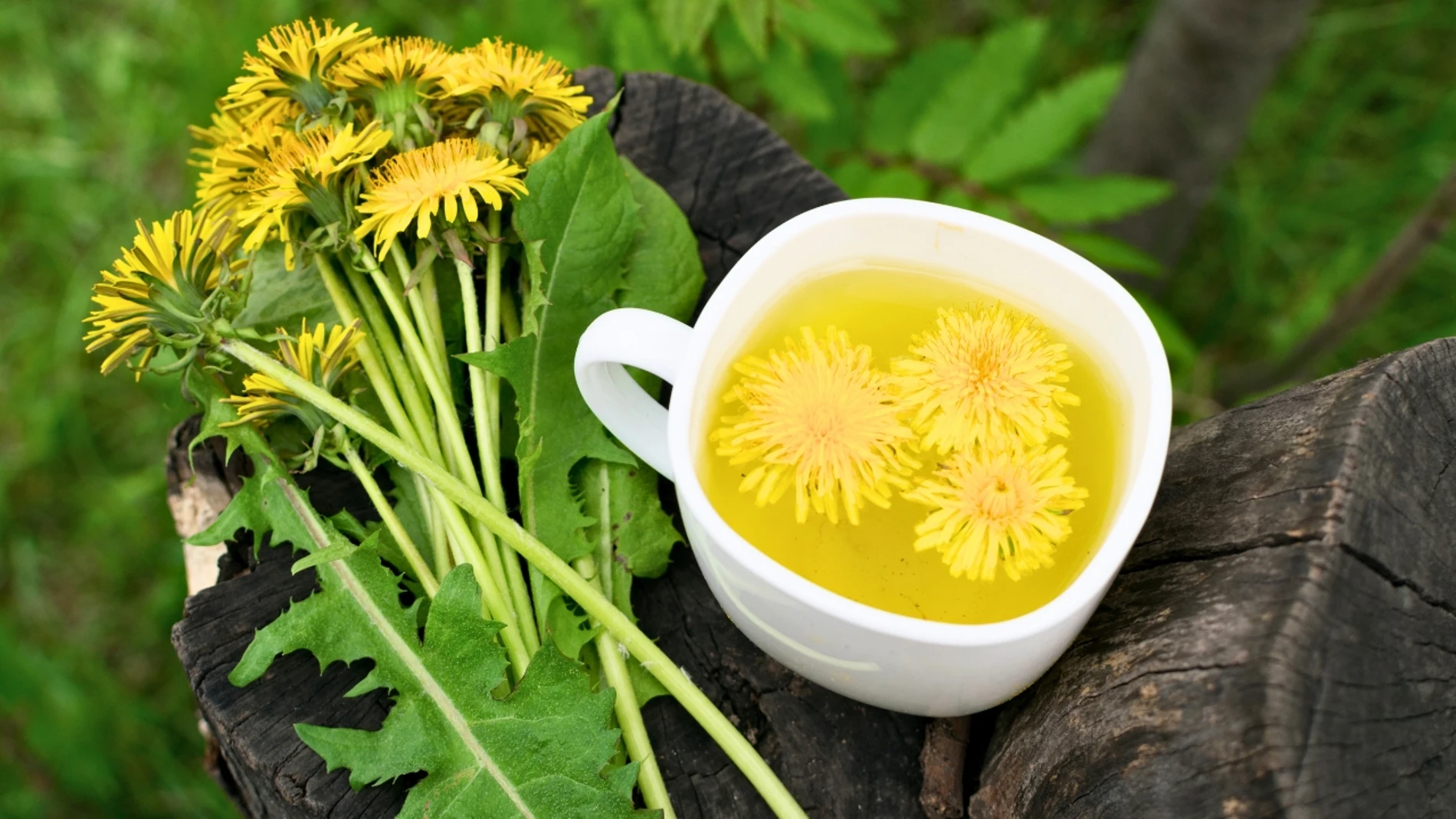 Planta tusílago o uña de caballo en infusión taza para síntomas del asma