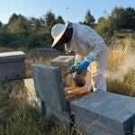 Economía.- AVA-Asaja advierte que una subida del 583% de importaciones de miel ucraniana "destrozaría" al sector apícola