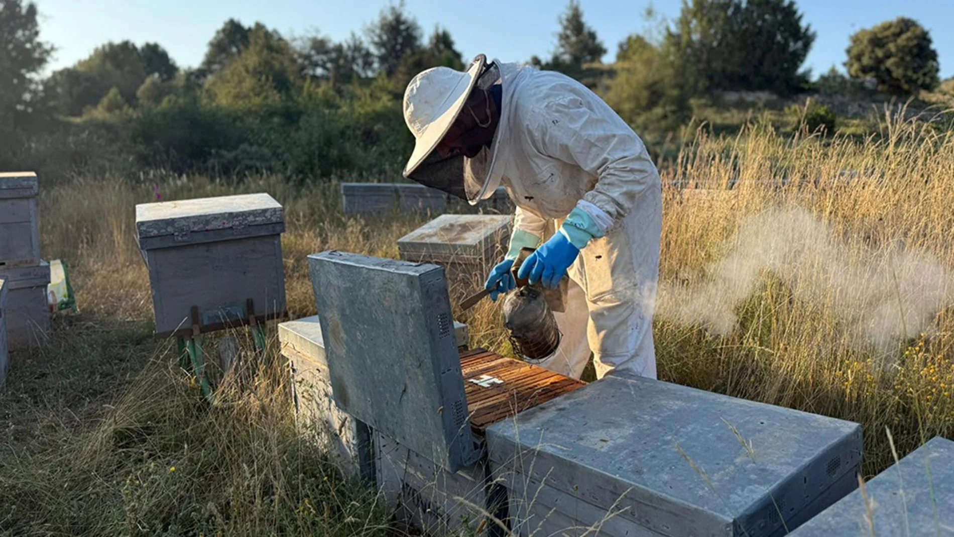 Economía.- AVA-Asaja advierte que una subida del 583% de importaciones de miel ucraniana "destrozaría" al sector apícola