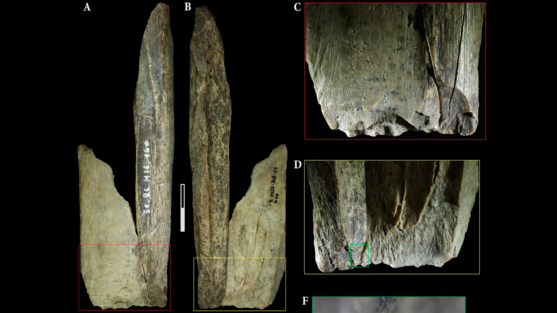Encuentran una "navaja suiza" de 130.000 años, pero no la hizo nuestra especie