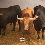 Del vértigo en la calle a la seriedad en la plaza: este es el orden en que serán lidiados hoy los toros de Jandilla