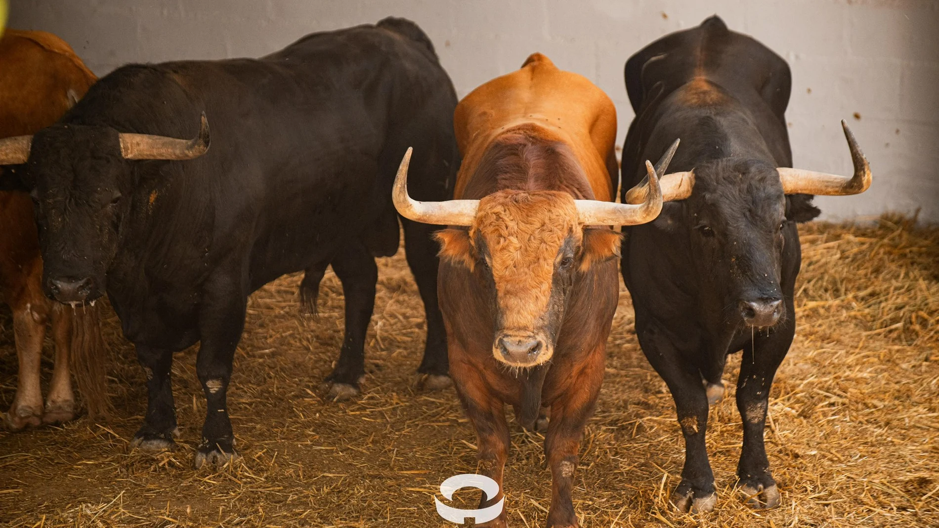 Del vértigo en la calle a la seriedad en la plaza: este es el orden en que serán lidiados hoy los toros de Jandilla