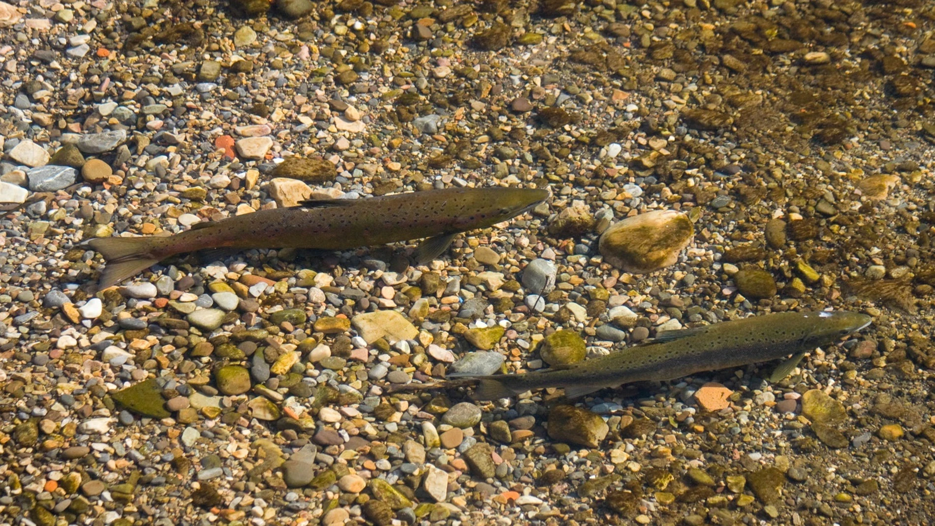 (Foto de ARCHIVO) Salmon Atlántico REMITIDA / HANDOUT por COORDINADORA ECOLOXISTA Fotografía remitida a medios de comunicación exclusivamente para ilustrar la noticia a la que hace referencia la imagen, y citando la procedencia de la imagen en la firma 24/12/2007