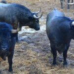 Los toros de José Escolar en los corrales del Gas