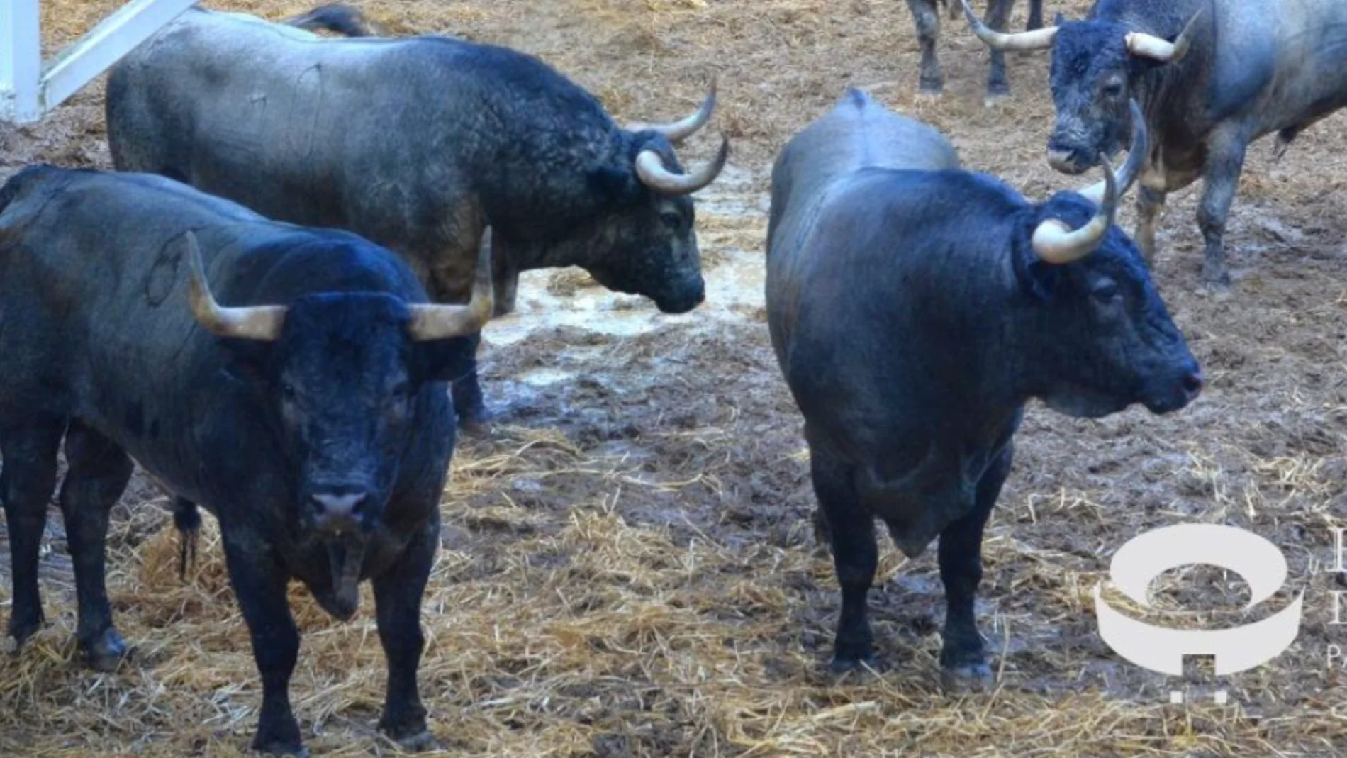 Los toros de José Escolar en los corrales del Gas