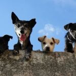Pasatiempos sobre perros