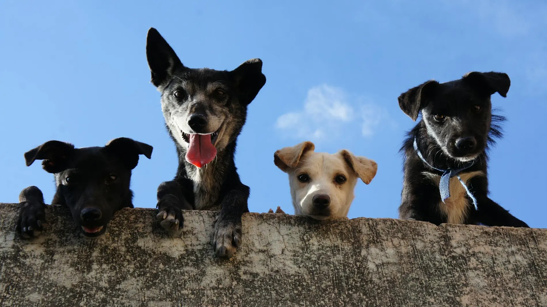 Pasatiempos sobre perros