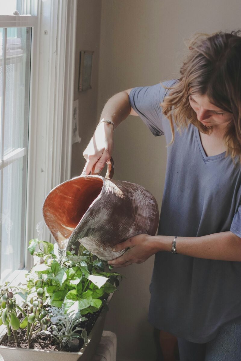 Cuál es la mejor hora para regar la plantas y por qué no es por la noche