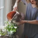 Cuál es la mejor hora para regar la plantas y por qué no es por la noche