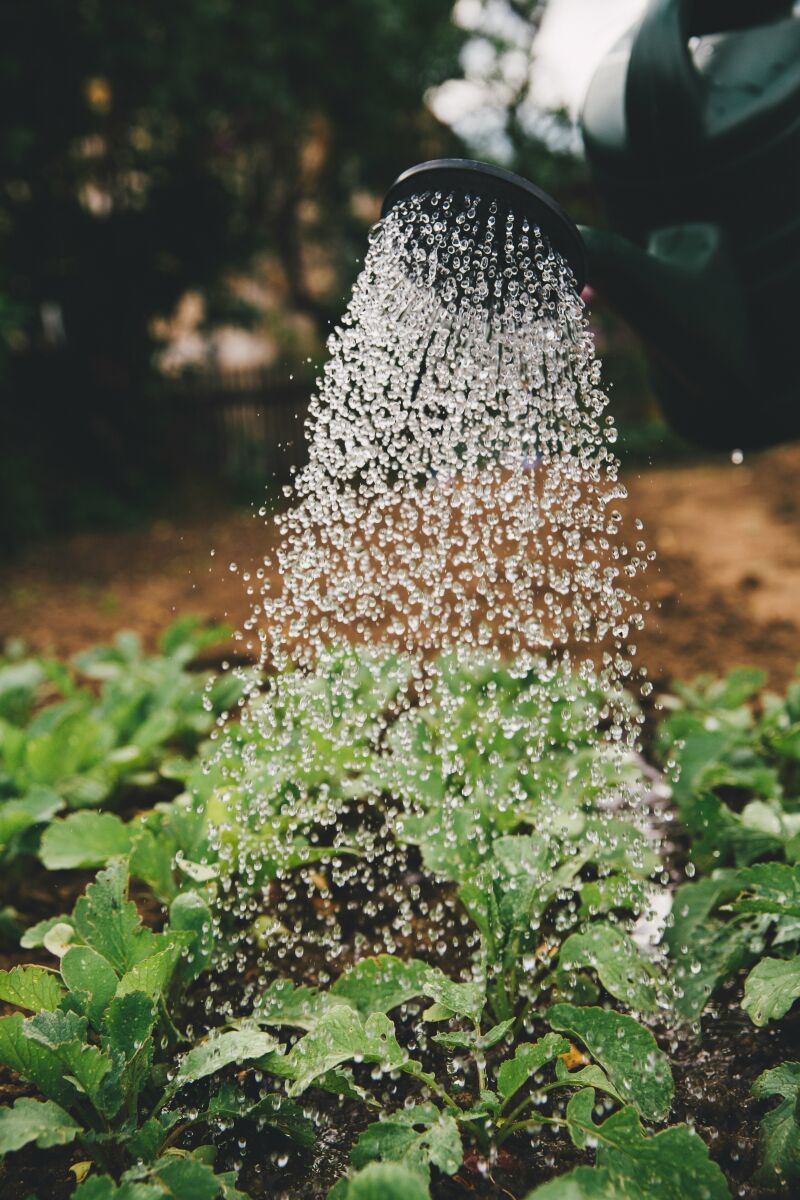 Cuál es la mejor hora para regar las plantas y por qué no es por la noche
