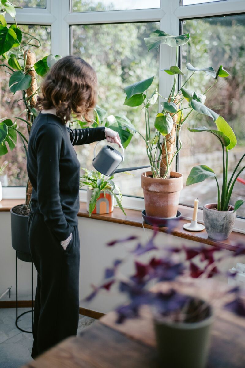 Cuál es la mejor hora para regar las plantas y por qué no es por la noche