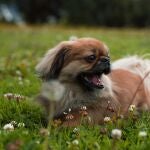 Ola de calor: Cuatro consejos para mantener a tus mascotas frescas cuando hace calor