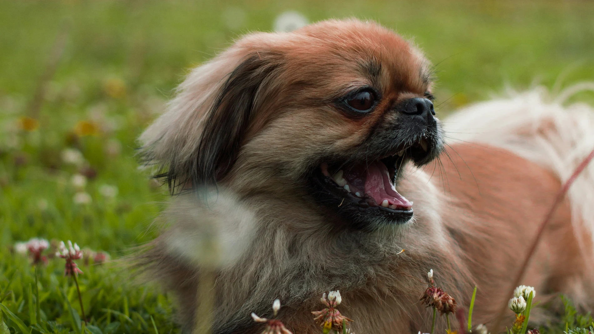 Ola de calor: Cuatro consejos para mantener a tus mascotas frescas cuando hace calor