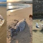 Atunes muertos en las playas de Tarifa