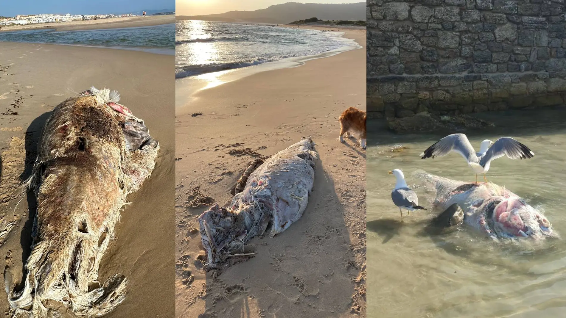 Atunes muertos en las playas de Tarifa