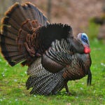 ¿Cuál es la forma femenina de pavo?