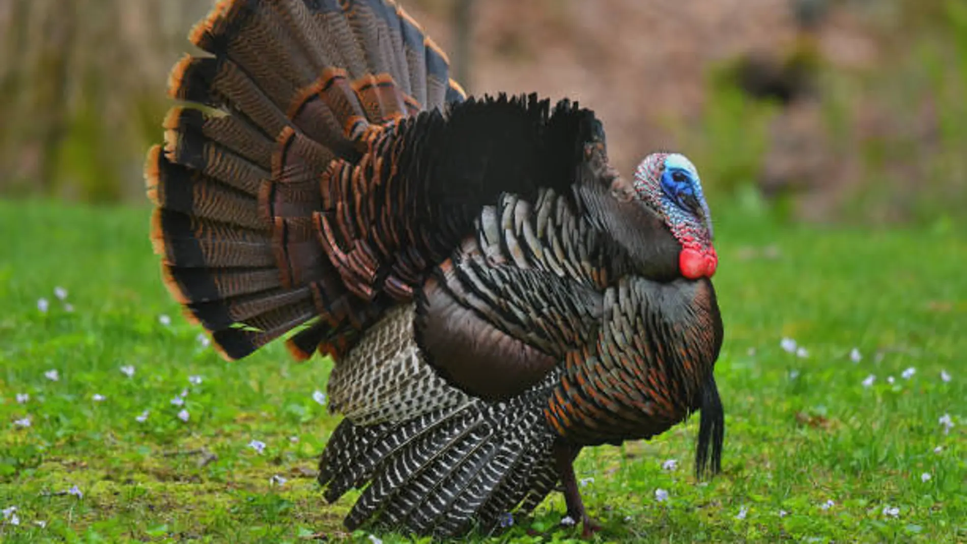 ¿Cuál es la forma femenina de pavo?