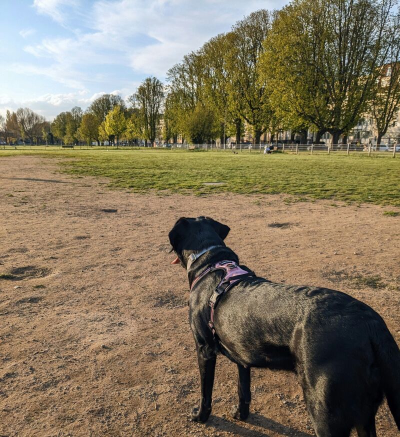 Ola de calor: Cuatro consejos para mantener a tus mascotas frescas cuando hace calor